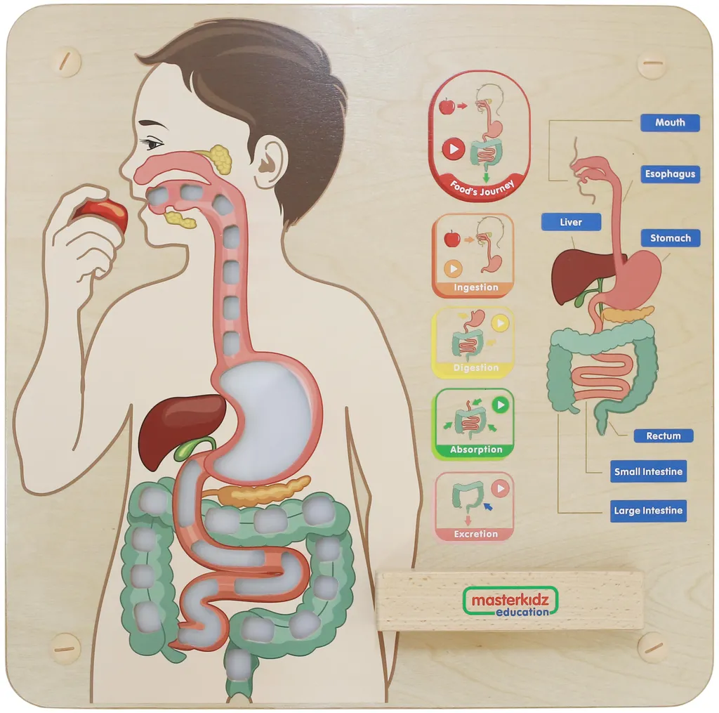 Panneau mural éducatif digestion enfant Masterkidz support ludique