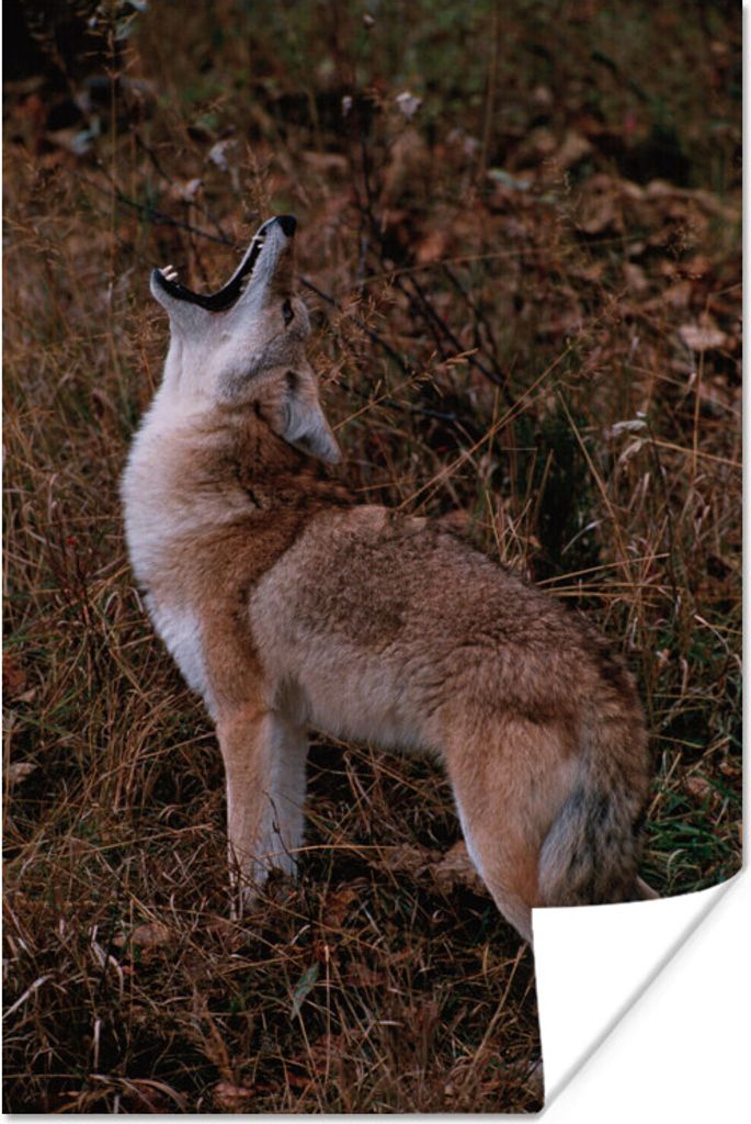 MuchoWow Poster Wolf - Braun - Wald 60x90 cm - Wanddekoration