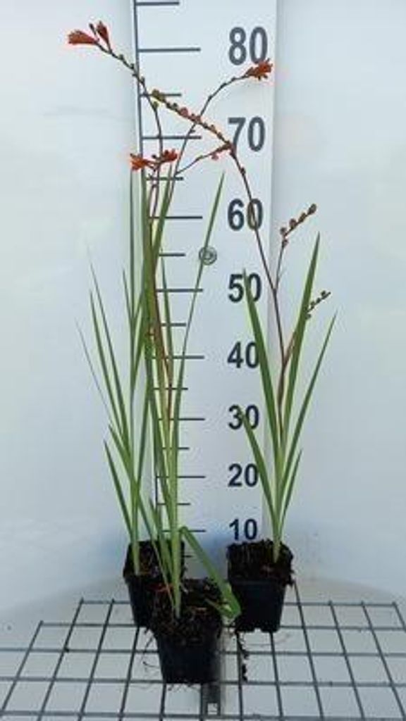 6 x Crocosmia 'Fire King' - Crocosmia - Topf 9 x 9 cm
