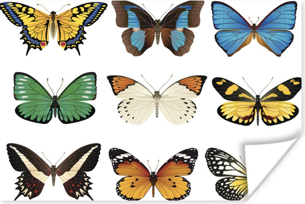 MuchoWow Poster Eine Illustration von neun Schmetterlingen 160x120 cm - Foto Plakat