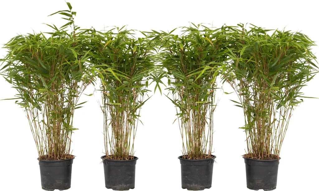 Bambou de Haie Non-Envahissant Fargesia Gansu - Set de 4 Plantes H70
