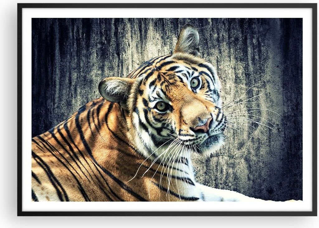 Gerahmtes Poster - Schwarzer Rahmen - Indien stein tiger wild - 100x70 cm - Wand Bild - Wanddeko - Wandbilder - Wandposter - Bilderrahmen - Bilder ...