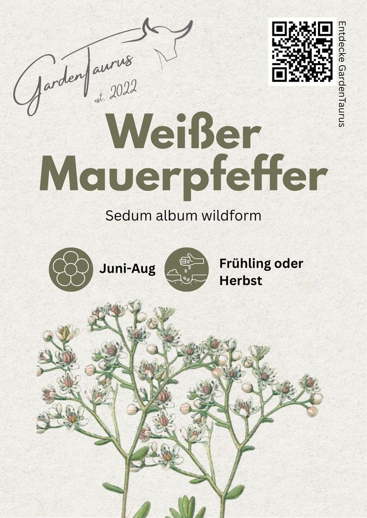 Weißer Mauerpfeffer Sedum album, 1 Portion, Bodendecker für Steingärten Heidegärten und Dachbegrünung