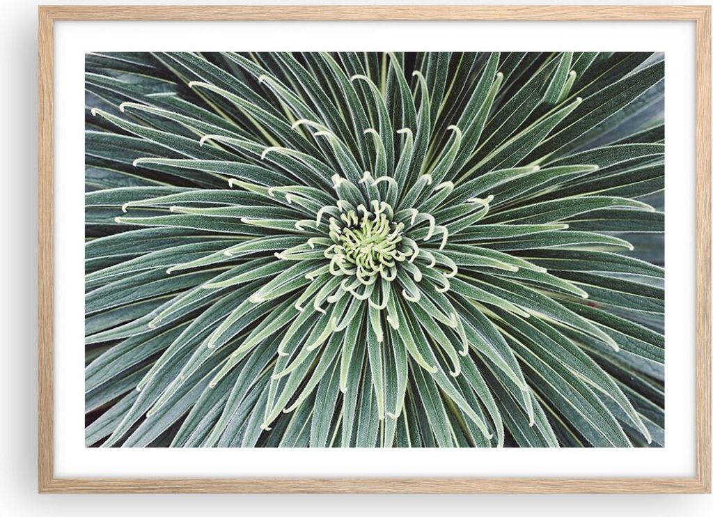 Gerahmtes Poster - Rahmen in heller Eiche - Agave Grün Pflanze - 70x50 cm - Wand Bild - Wanddeko - Wandbilder - Kunstposter - Wandposter - Bilderr...