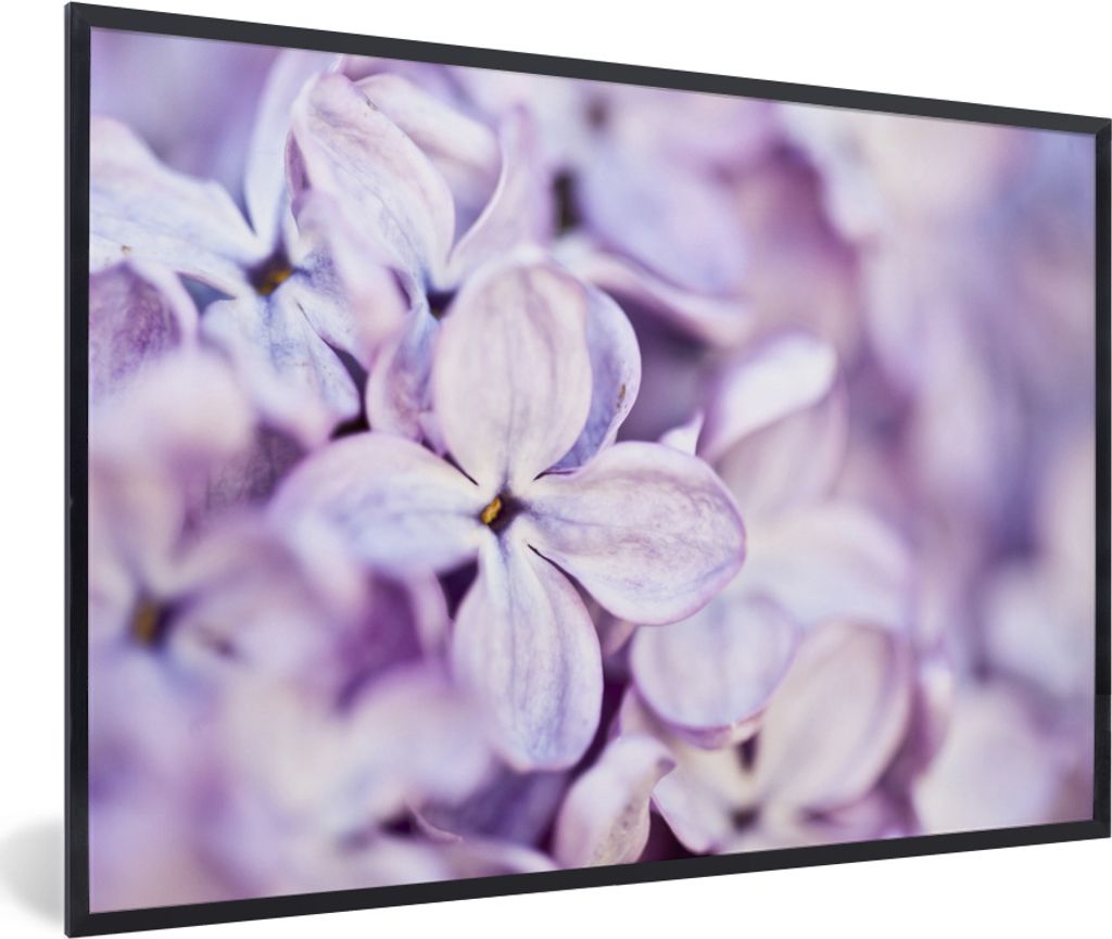 MuchoWow MuchoWow Gerahmtes Poster Nahaufnahme von Lavendelblüten 60x40 cm - Poster mit zchwarzem Bilderrahmen - Printing - Wanddeko Schlafzimmer