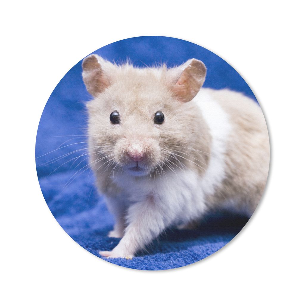 MuchoWow Mauspad Mousepad Syrischer Hamster 30x30 cm - Mousepads - Maus Mat - Pad - Mausunterlage - Tischunterlage - Schreibtischmatten