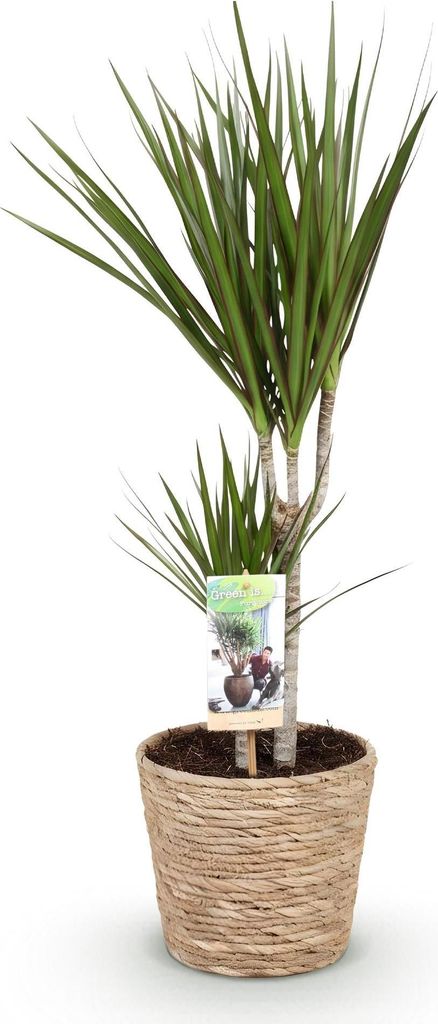 Dracaena Marginata – 70-80cm – 17cm mit Korb – Pflegeleichter Drachenbaum – Grün mit roten Rändern – Elegante Zimmerpflanze für Wohnzi...