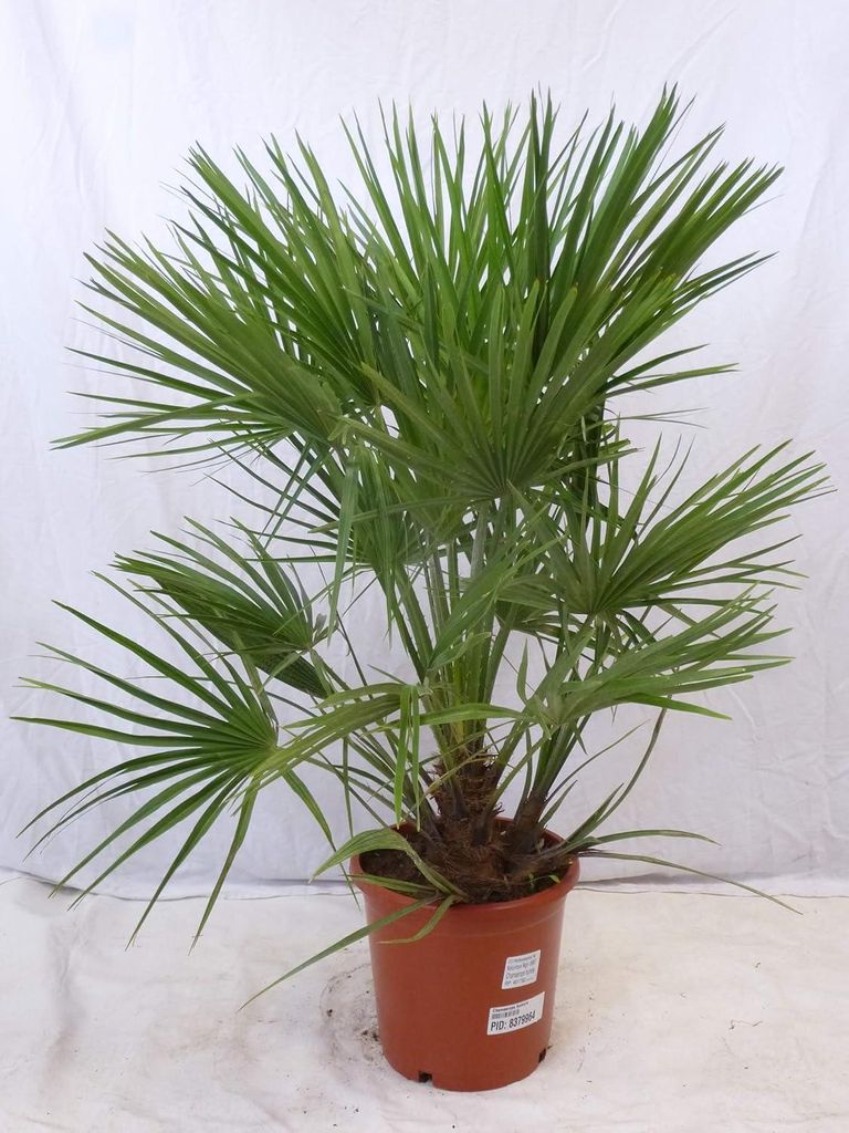[Palmenlager] - XL Chamaerops humilis 100/120 cm - Stamm 20 Produktbild 