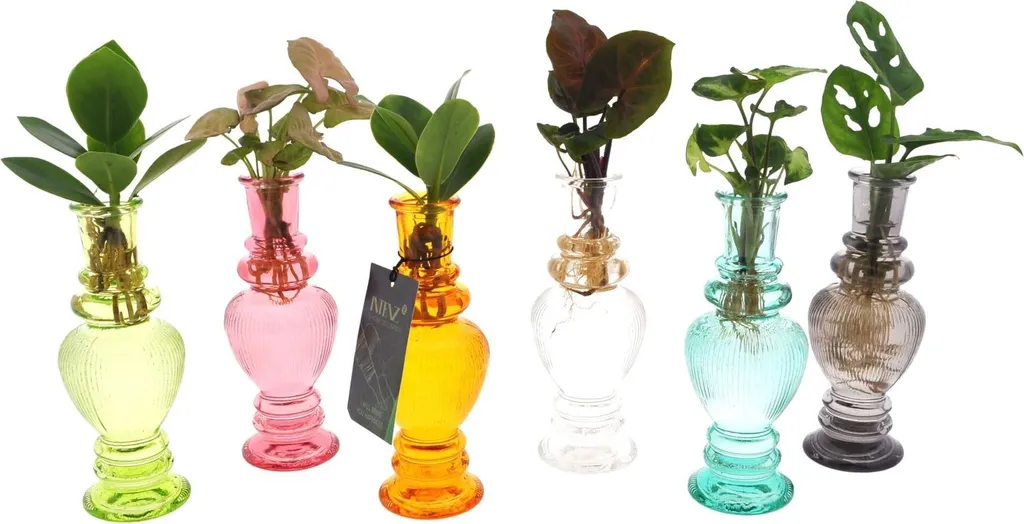 Plante d'intérieur décorative en pot de verre - Hydroculture facile