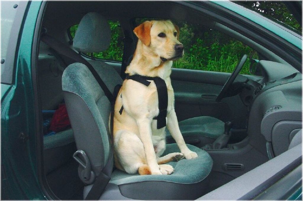 Beeztees Geschirr/ Autosicherheitsgeschirr - Hundegeschirr - XL