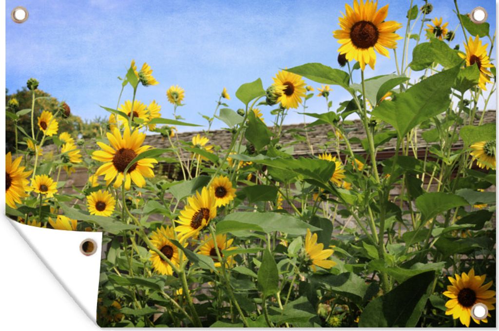 MuchoWow 60x40 cm Outdoor-Poster Gartendeko Sichtschutz Garten Poster für den Garten Sonnenblumen - Garten - Himmel