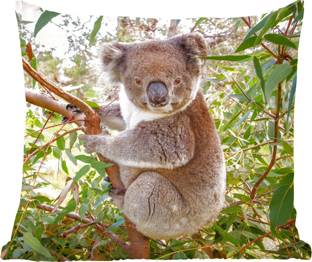 MuchoWow Zierkissen Sofakissen Wohnzimmer Dekokissen 45x45 cm Koala - Baum - Blätter - Kinder - Jungen - Mädchen - Schlafpolster - Polster für...