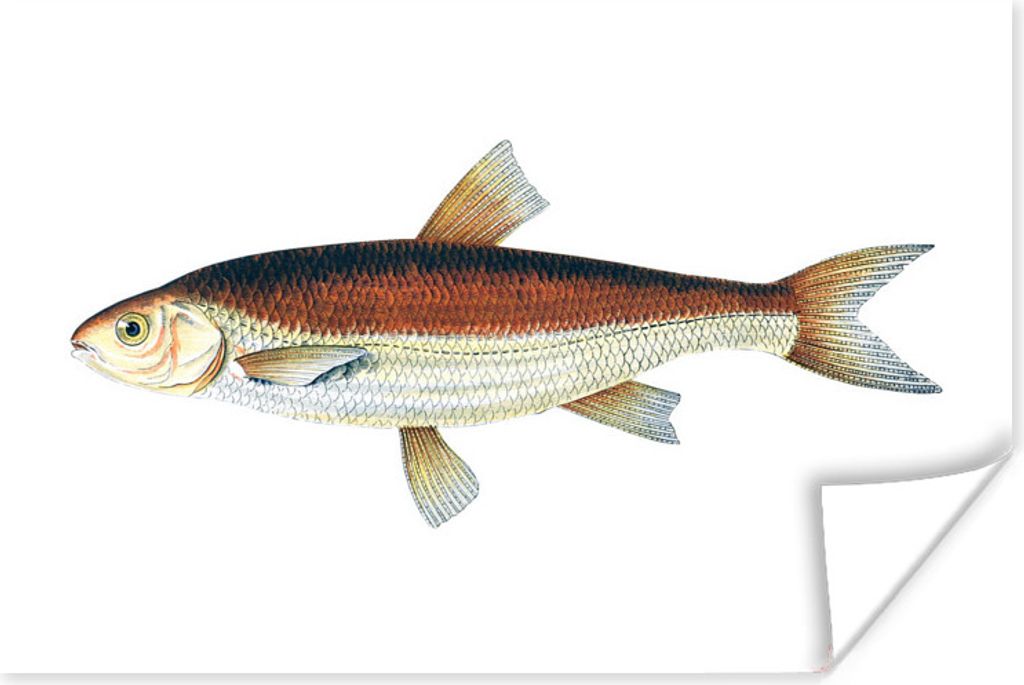 MuchoWow Poster Fische - Karpfen - Realismus 30x20 cm - Plakate - Print