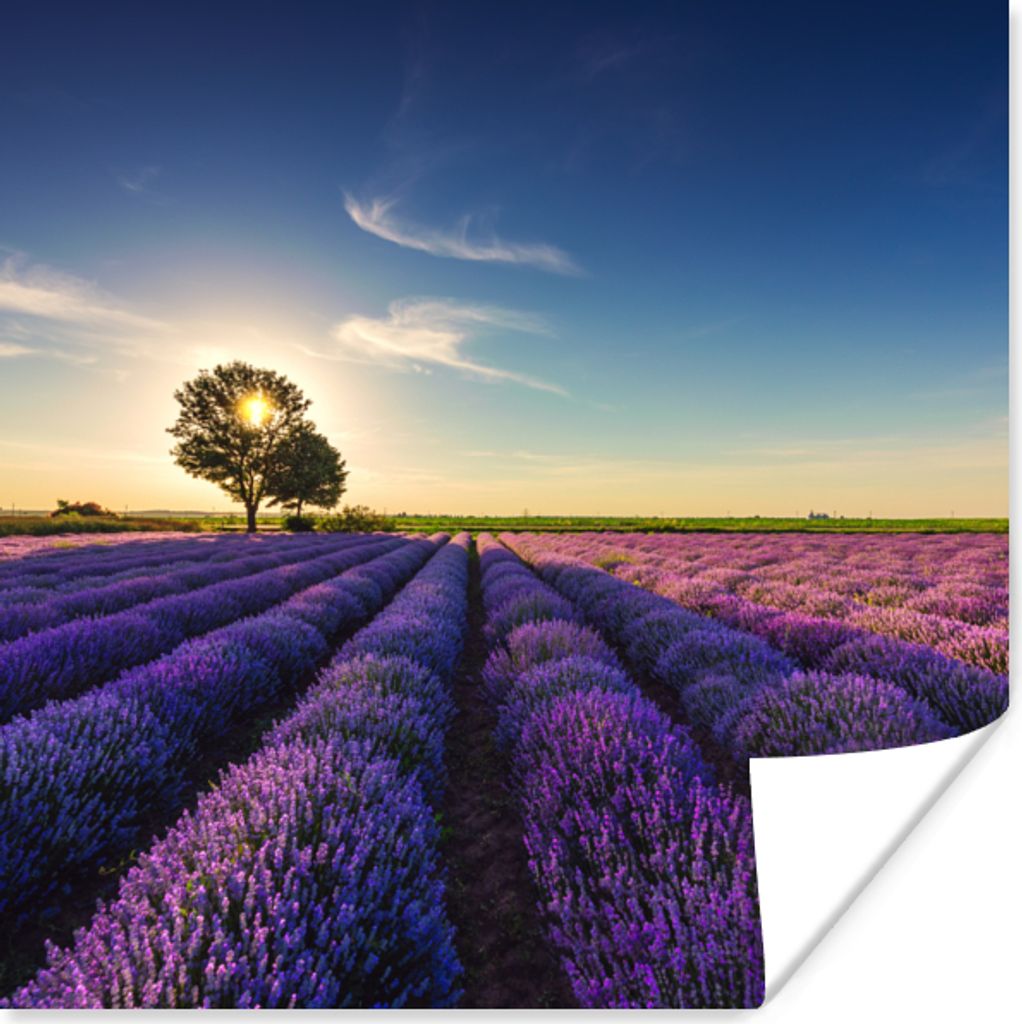 MuchoWow Poster Lavendel - Sonne - Baum - Blumen - Lila 30x30 cm - Wandposter - Printing