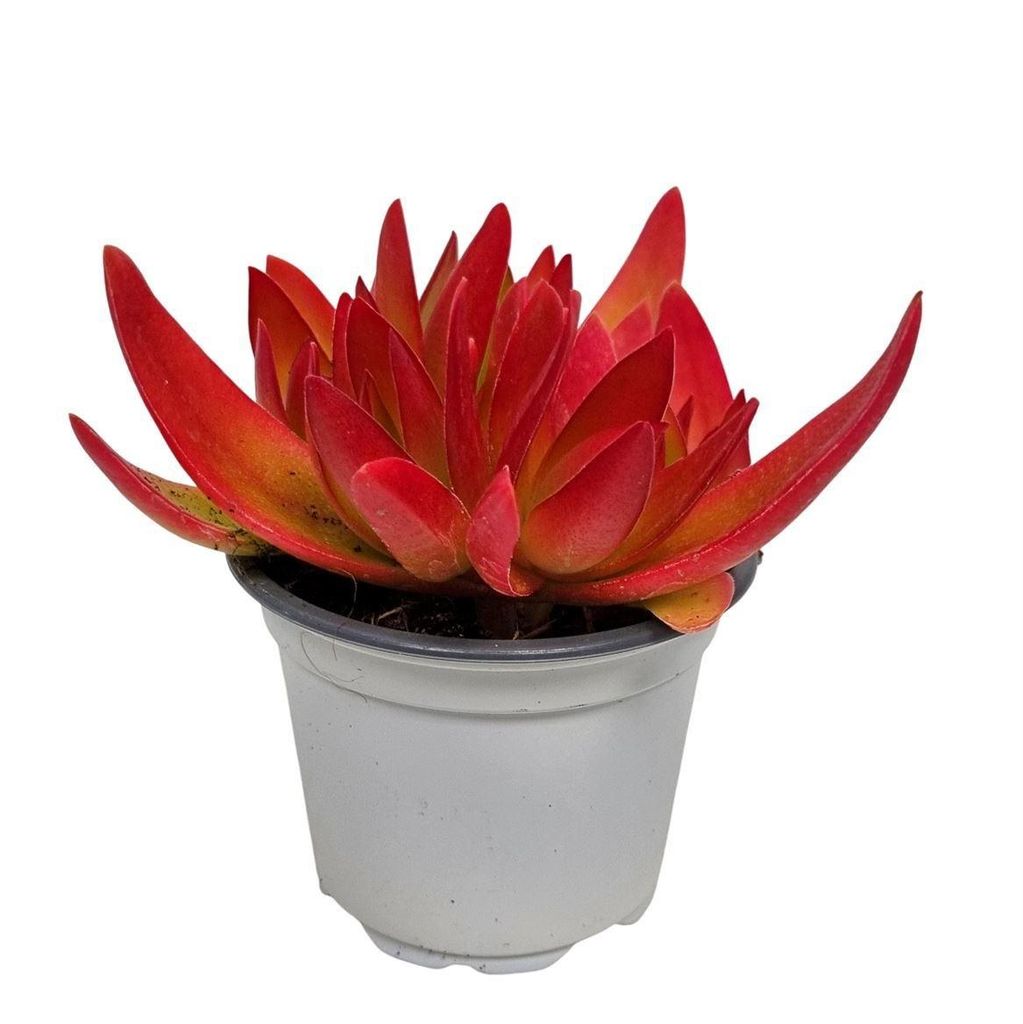 Sukkulente Crassula On Fire, Grün-Orange-Rot, Topf 9 cm, Produktbild 