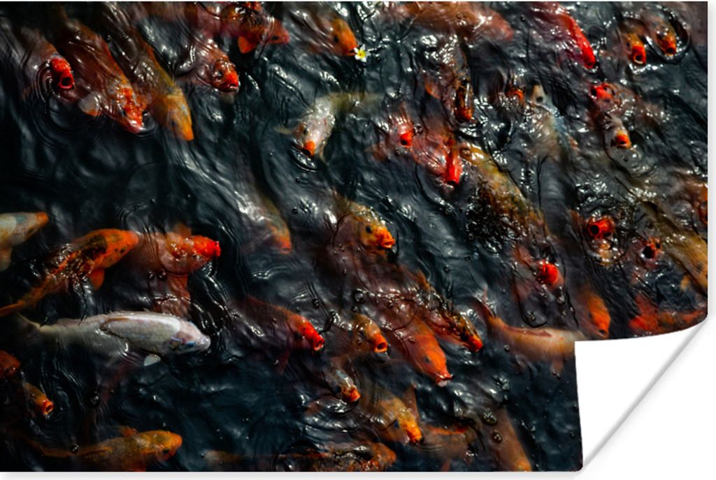 MuchoWow Poster Ein Teich mit einer großen Gruppe von Koi-Karpfen 60x40 cm - Schlafzimmerdekoration