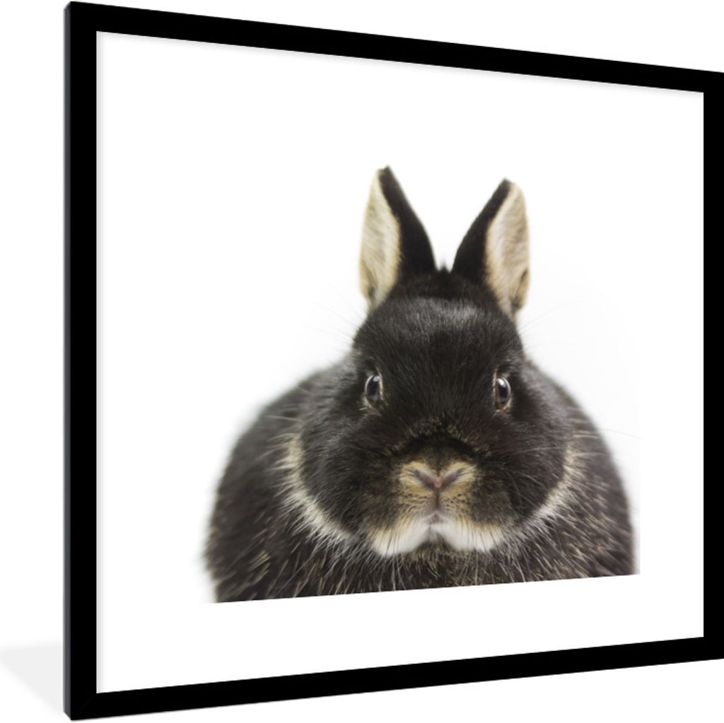 MuchoWow Gerahmtes Poster Kaninchen - Haustiere - Fell 40x40 cm - Poster mit Schwarzem Bilderrahmen Wandposter Rahmen Foto Bilder - Poster - Plak...