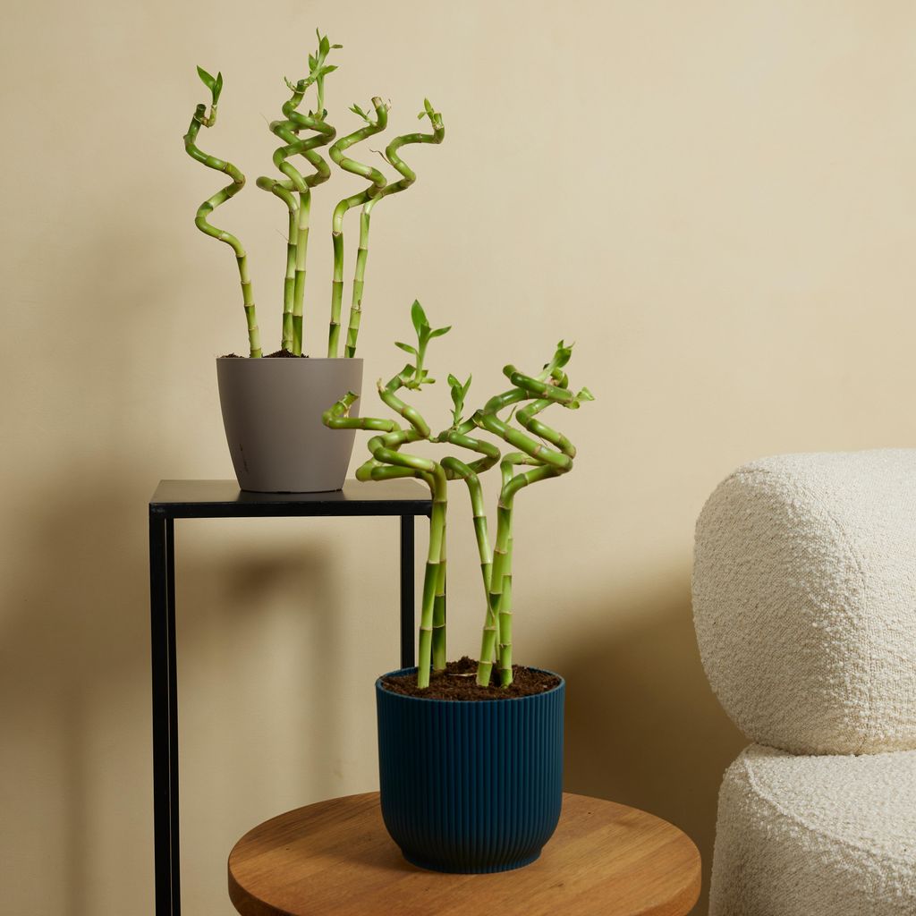 Bloomique - 5er-Set - Dracaena Sanderiana - Glcksbambus -