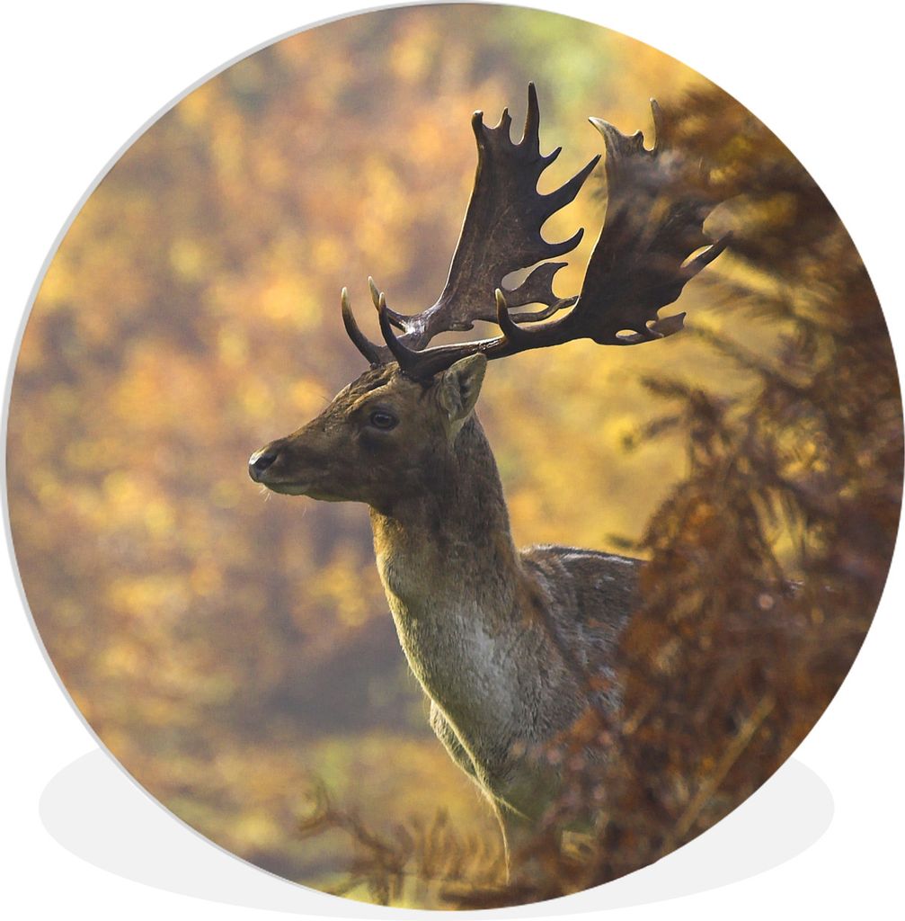 MuchoWow Rundes Wandbild - Runde Bilder Hirsche - Geweihe - Herbst Ø 60 cm Kreis Wanddekoration Kunststoff - Wandkreis - Wandschmuck - Wand Krei...