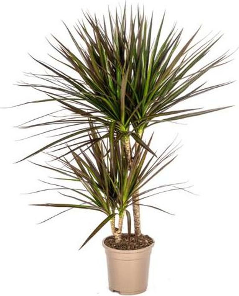 Dracaena Marginata Magenta – Drachenbaum – Zimmerpflanze – Ø17cm – 50-70cm – Pflegeleichte Grünpflanze mit roten Blatträndern – L...