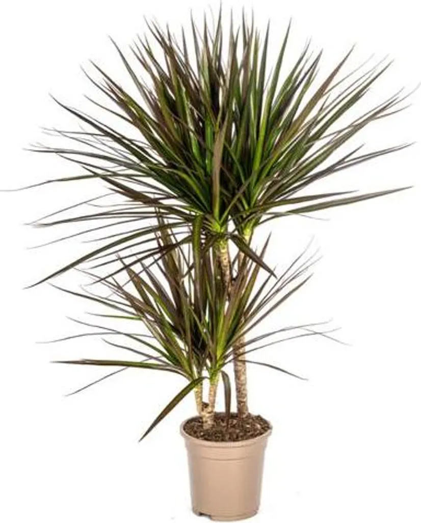 Dracaena Marginata Magenta - Plante d'intérieur robuste qui ne meurt pas