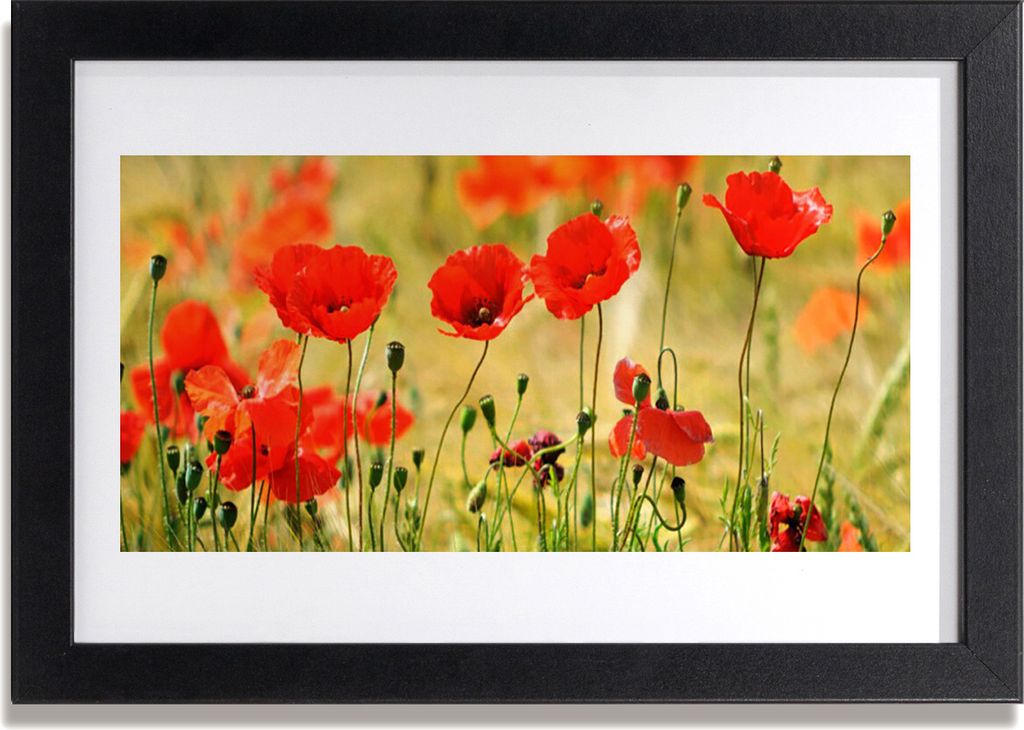 Bild 30x20 MDF-Rahmen Wandkunst Die Pflanze Mohn Natur