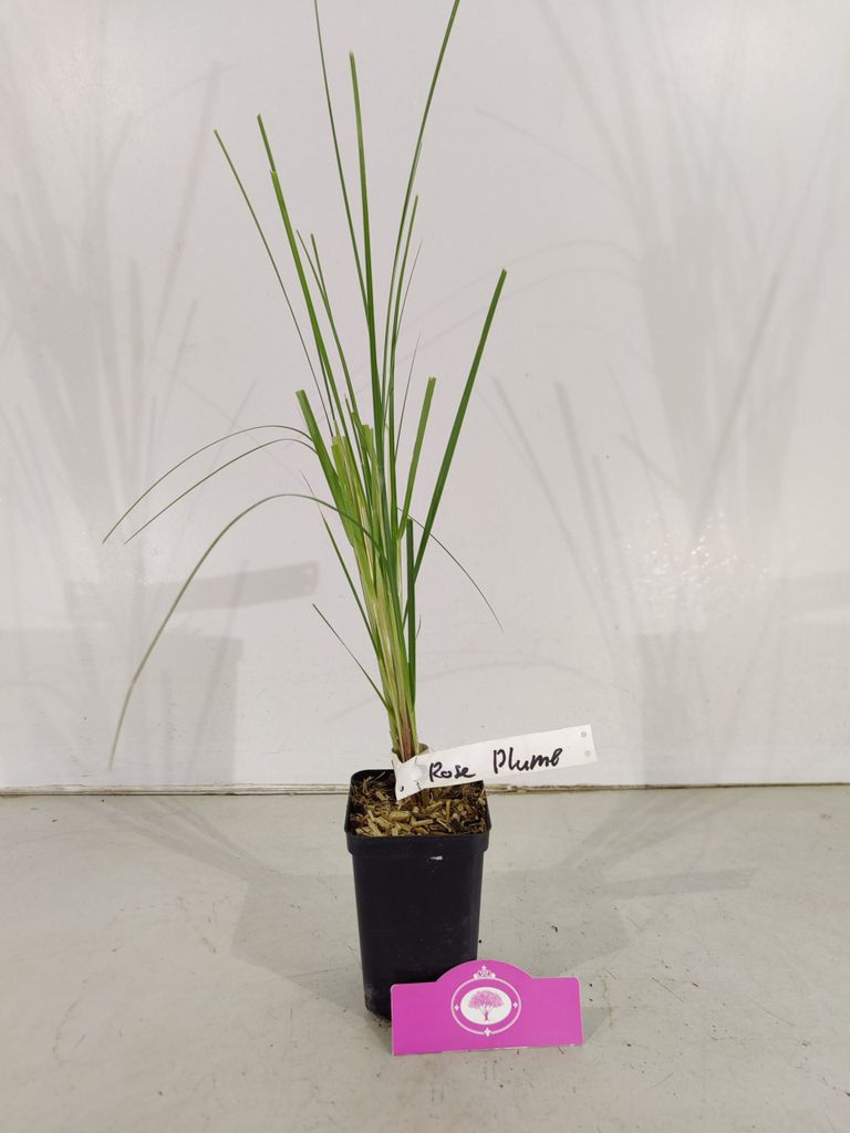 Set mit 4 rosa Pampasgras – Cortaderia Selloana ‚Rose Produktbild 