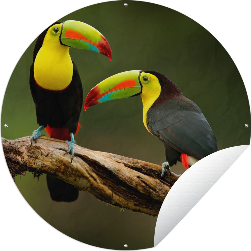 MuchoWow Gartenposter Outdoor-Poster Rund Vögel - Tukan - Zweig - Tiere - Regenbogen Ø 120 cm Gartendeko Rundes Poster draußen