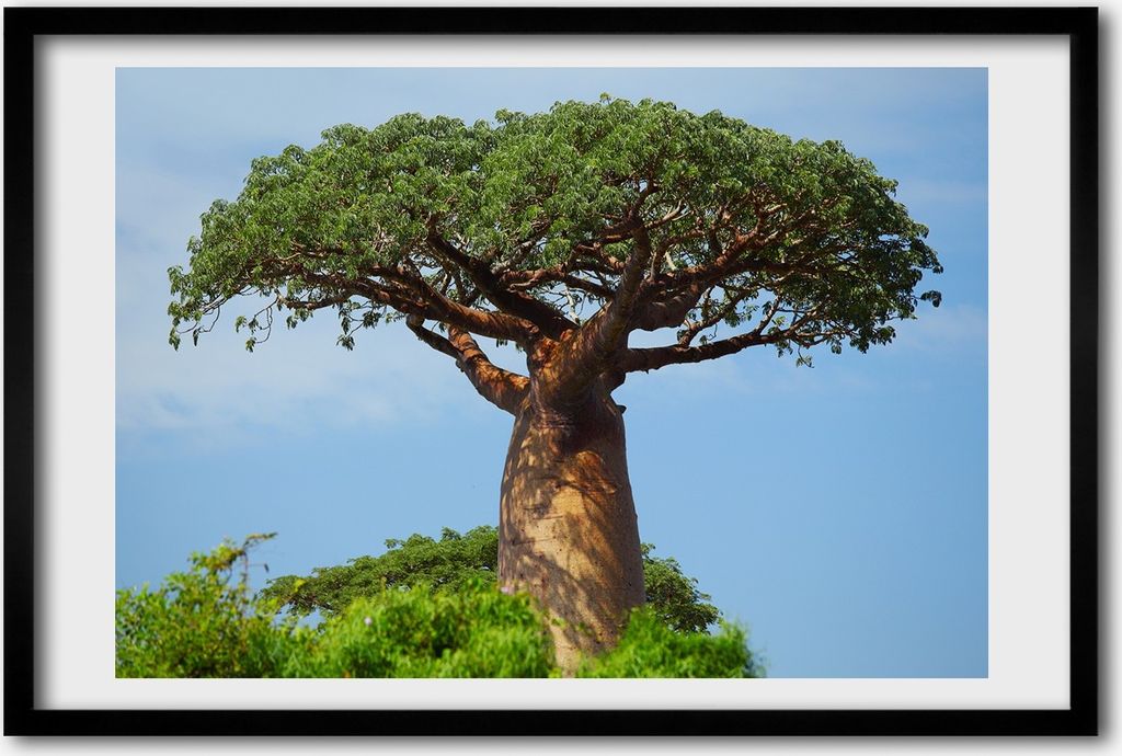 Bild 60x40 MDF-Rahmen, Wandkunst Baobab