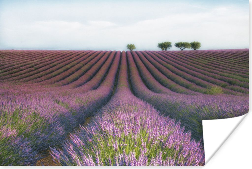 MuchoWow Poster Lavendel - Blumen - Natur 60x40 cm - Schlafzimmerdekoration