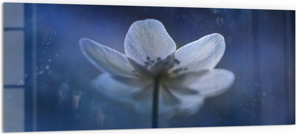 DEQORI Küchenrückwand Glas 125x50 cm 'Ätherische Blüte' Spritzschutz Bad Rückwand Küche