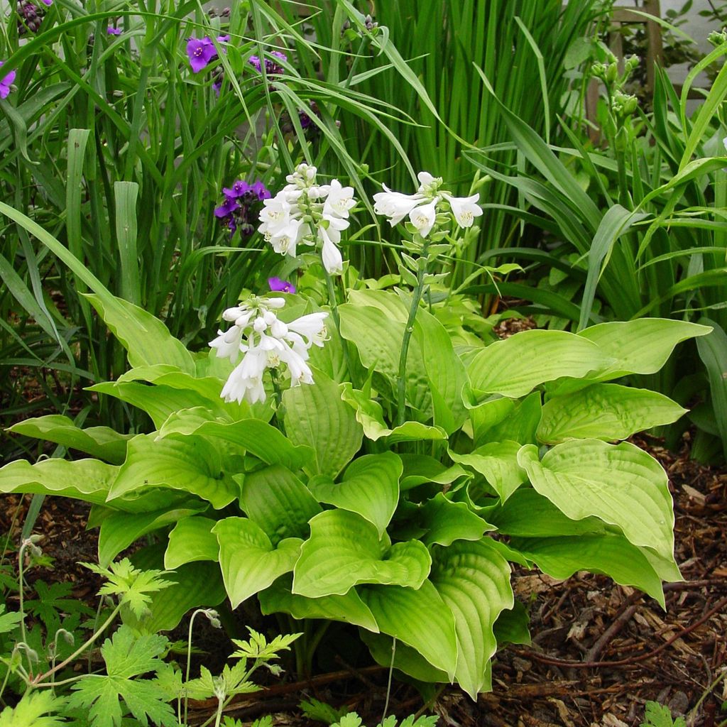 Hosta Funkia da giardino Royal Standard 1 pz. Piantina Immagine del prodotto 