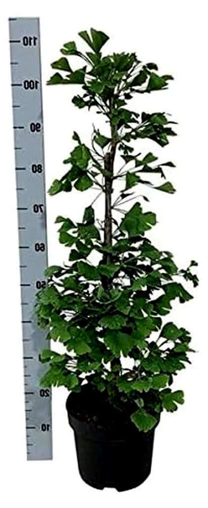 Ginkgo Baum 40-60 cm - Ginkgo biloba - Fächerblattbaum - Pflegeleichte Zimmer- und Gartenpflanze