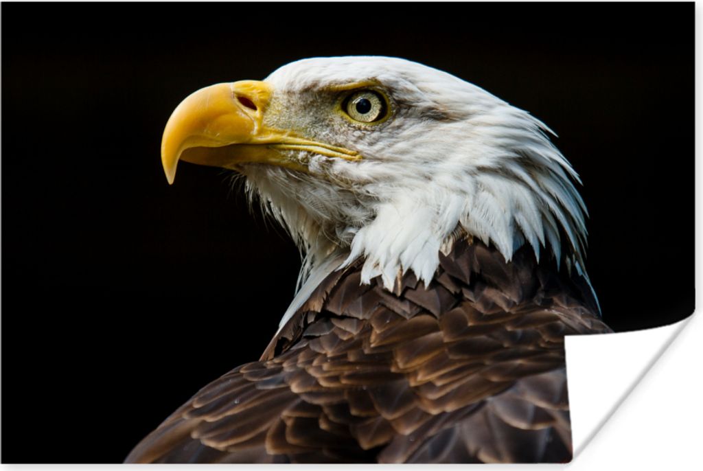 MuchoWow Poster Adler - Vogel - Augen - Schnabel 90x60 cm - Schlafzimmer
