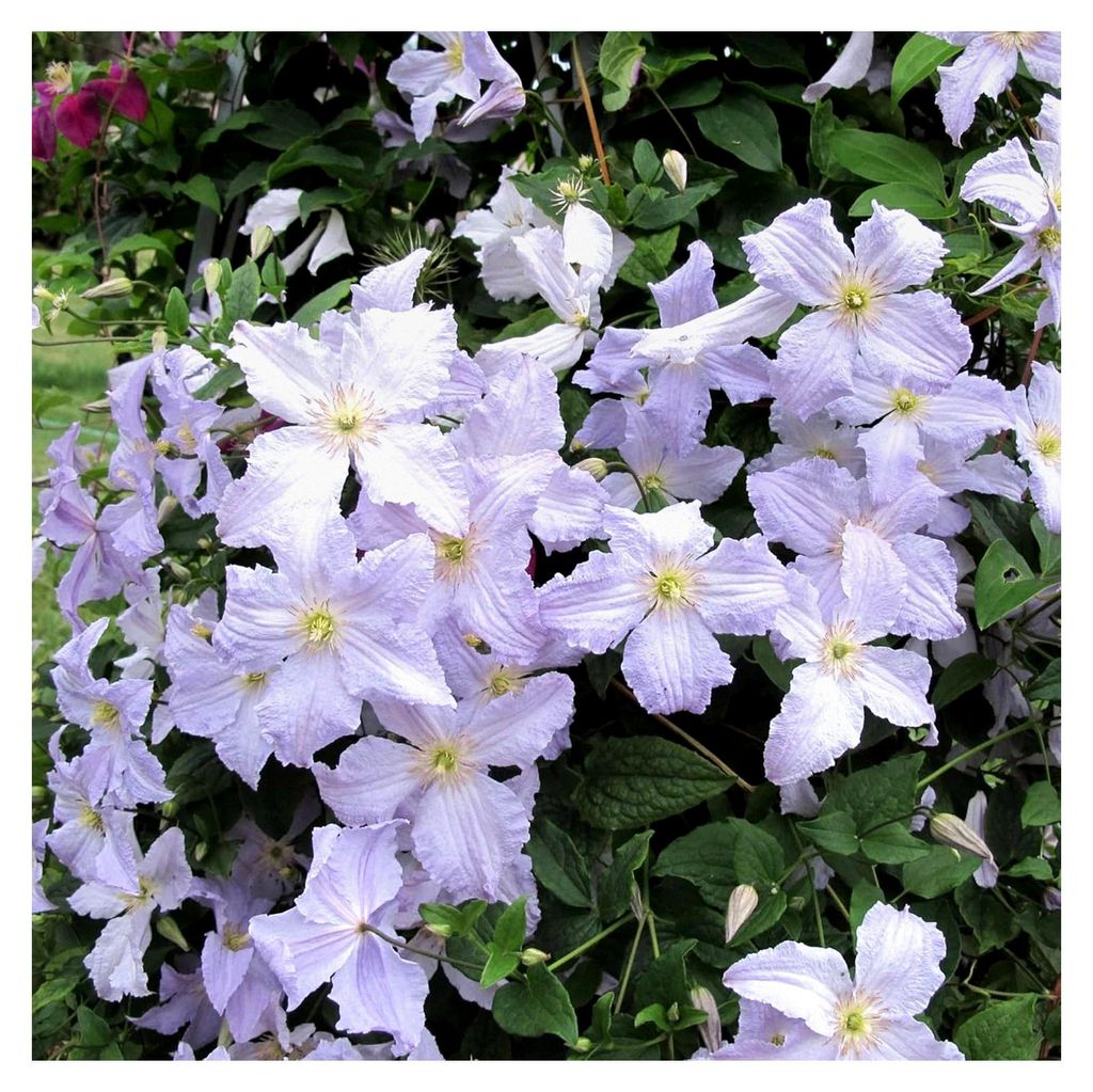 Clematis 'Blauer Engel' | Winterharte Laubkletterpflanze im 9cm Topf