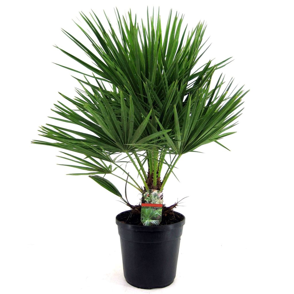 plant in a box - chamaerops humilis - draußen balkonpflanzen winterhart  groß für kübel - topf 21cm - höhe 60-70cm