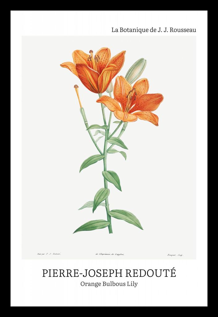 Plakat 20x30cm Design Bulbous Lily, Redoute Vintage für das Wohnzimmer