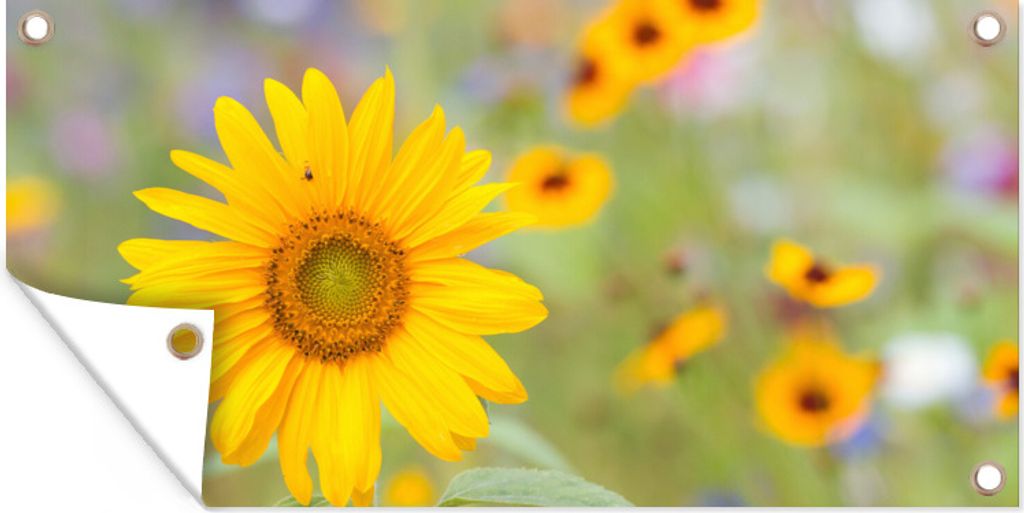 MuchoWow 160x80 cm Outdoor-Poster Gartendeko Sichtschutz Garten Poster für den Garten Blumen - Sonnenblume - Gelb