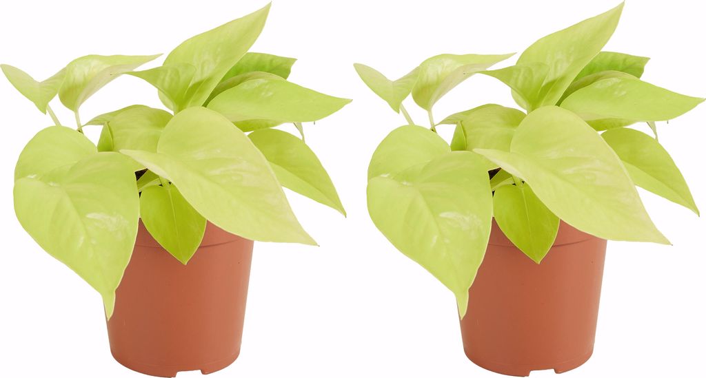 2x Scindapsus Epipremnum Golden Pothos P12 H25 Produktbild 