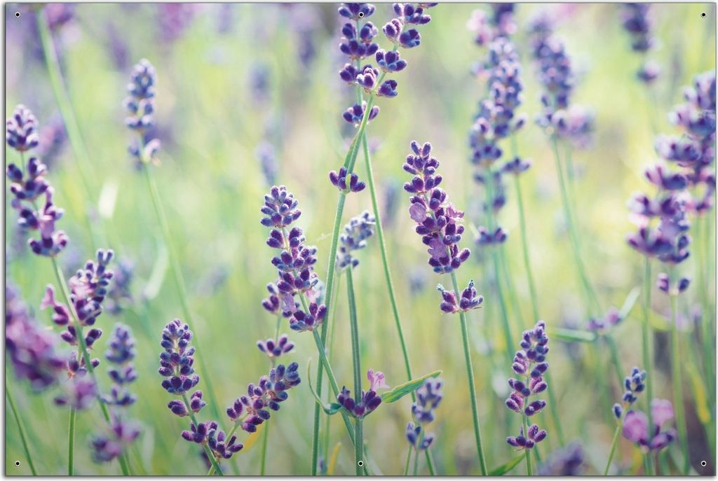 Wallario Outdoor-Poster für Garten oder Balkon, Motiv Lila Blumenfreude - Violette Pflanzen auf der Wiese, in ca. 61 x 91,50 cm