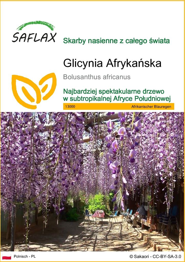 SAFLAX - Glicynia Afrykańska - 15 Nasiona - Bolusanthus Zdjęcie produktu 