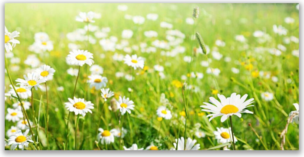 Acrylglasbilder 120x60 Wandbild Druck Wiese Gänseblümchen Natur