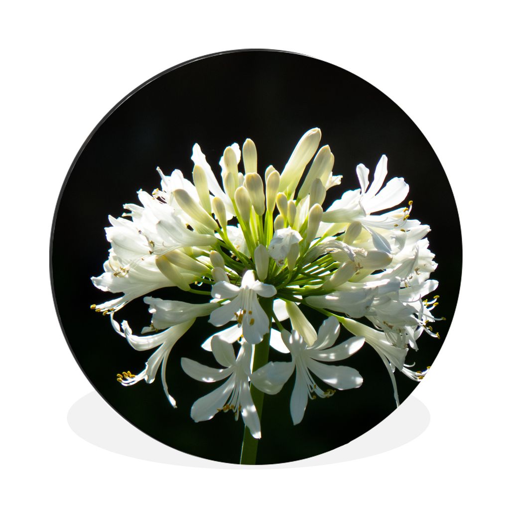 MuchoWow Aluminium Wandkreis Ein blühender weißer Agapanthus vor einem dunklen Hintergrund Ø 60 cm Wanddeko Modern Wohnzimmer - Wand Kreis - W...