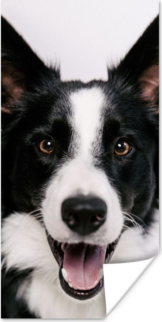 MuchoWow Poster Border Collie schaut in die Kamera 60x120 cm - Wandschmuck