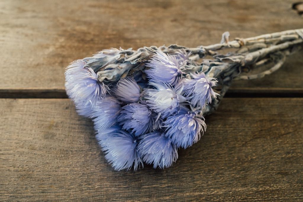 Cape Flower, getrocknet, im Bund, Länge ca. 30-40cm, Farbe frei wählbar | Trockenblumen , Farbe:Lila