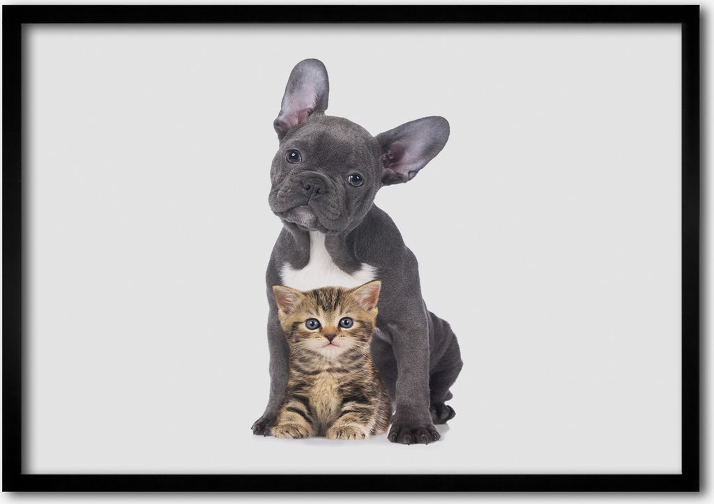 Bild - Bilderrahmen - 100 cm x 70 cm - MDF - Rahmen - Foto - Wandkunst Hund und Katze