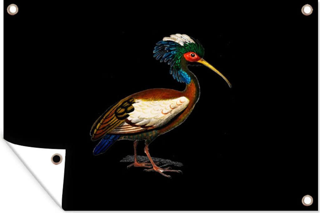 MuchoWow 60x40 cm Outdoor-Poster Gartendeko Sichtschutz Garten Poster für den Garten Illustration eines Ibis vor einem schwarzen Hintergrund