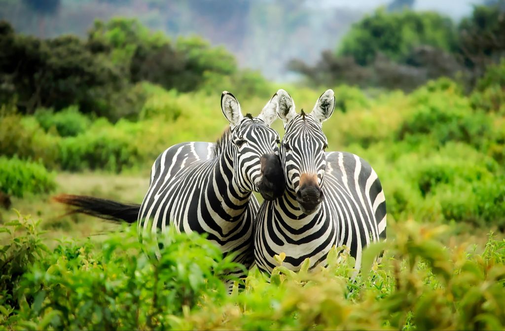 hansepuzzle 71241 - Zebra Puzzle, 500 Teile, Natur, 46,0 x 30,0cm mit hochwertiger Aufbewahrung, Kartonbox und wiederverschließbarem Beutel