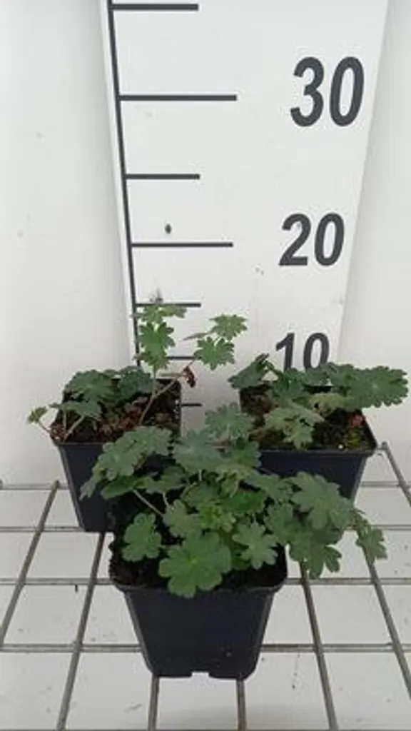 Géranium Vivace Bec de cigogne : 6 Plants Anti-Mauvaises Herbes en Pot