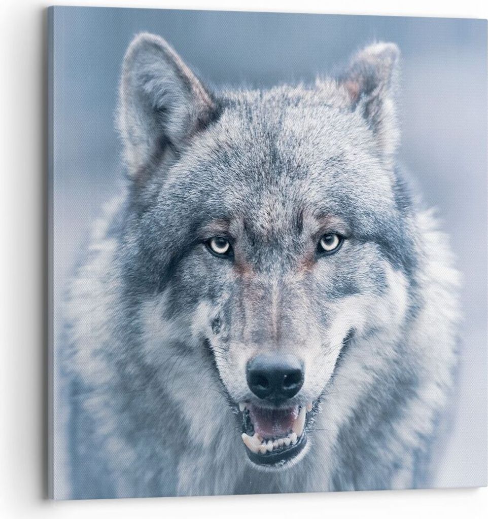 Bild auf Leinwand - Leinwandbild - Einteilig - Wolf Raubtier Wildheit - 70x70cm - Wand Bild - Wanddeko - Wandbilder - Leinwanddruck - Bilder - Wand...